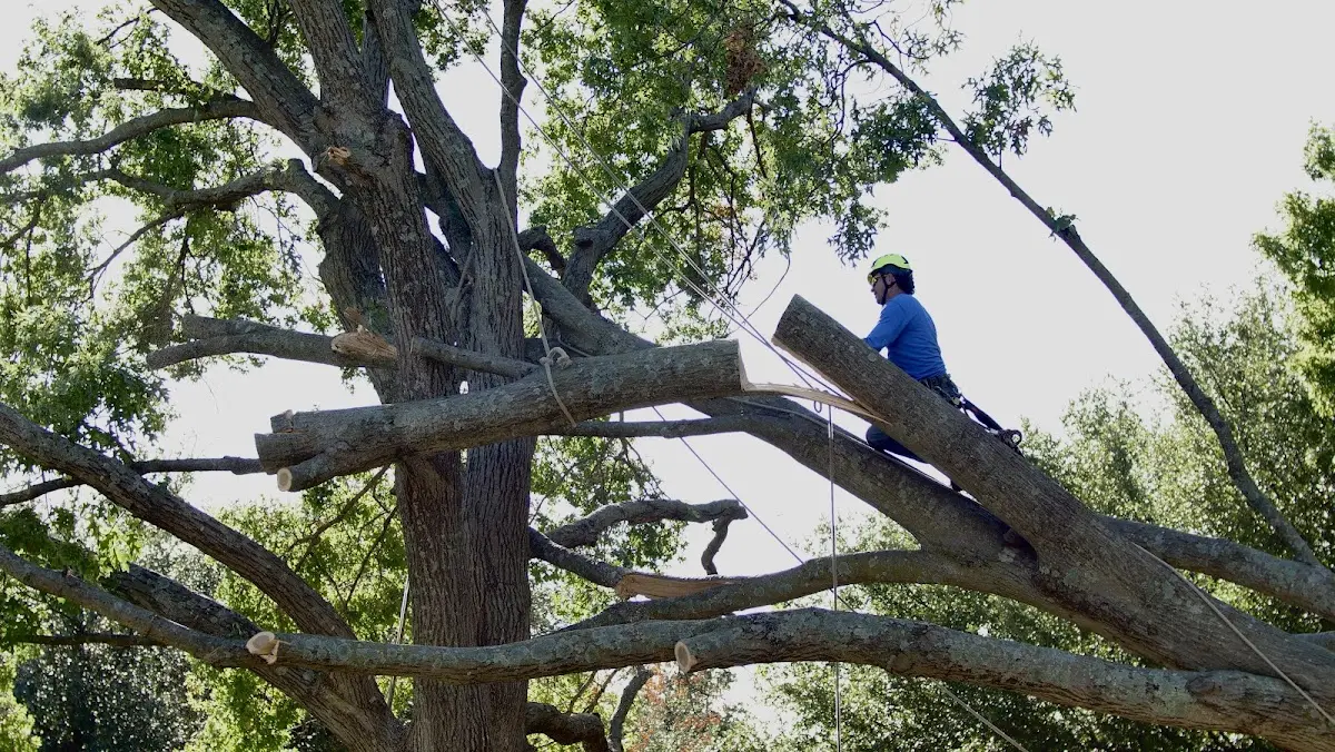 Professional Crown Thinning performed by certified arborists in Fifty Six