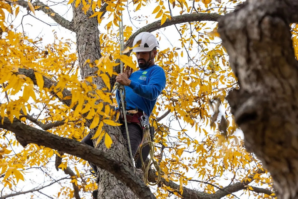 Skilled Emergency Tree Service crew working in Fifty Six
